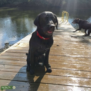 AKC Stud  Listing Image