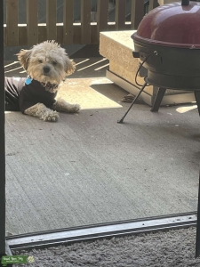 Maltipoo Stud Listing Image