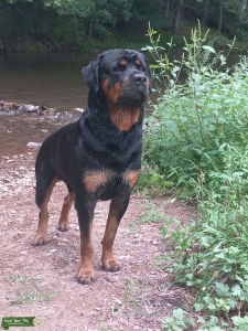 Akc titled  rottie Listing Image