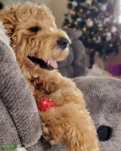 Apricot standard Goldendoodle  Listing Image