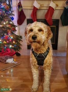 Goldendoodle-Bay Area Listing Image