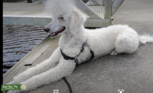 Standard poodle to breed Listing Image