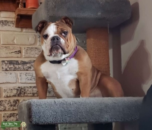 Red Brindle Bulldog (with patches of white) looking for a boyfriend Listing Image