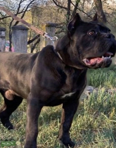Cane Corso  Listing Image