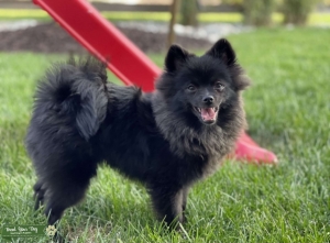 Handsome Black Pomeranian Stud Listing Image