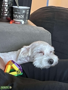 Female Maltese Listing Image