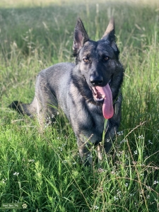 Silver Sable Working Line German Shepherd  Listing Image