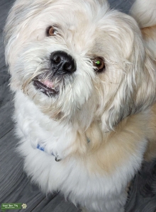 HANDSOME BOY Listing Image