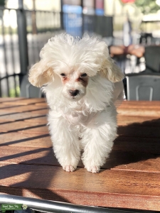Toy Poodle Stud Listing Image