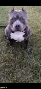 Blue Ghost Tri Bully looking to breed Listing Image