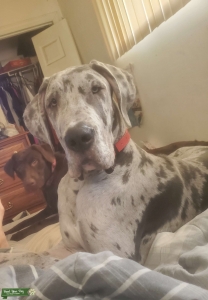 Great Dane Blue merle for stud  Listing Image