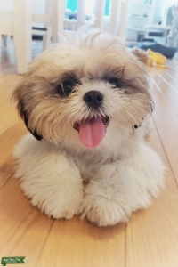 Looking for a girlfriend  Listing Image