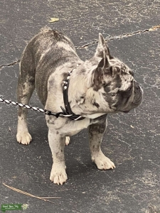 French Bulldog Merle Stud  Listing Image