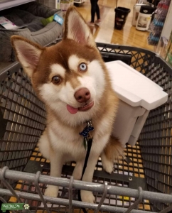Pomsky Male 2 yr old-Philly area Listing Image