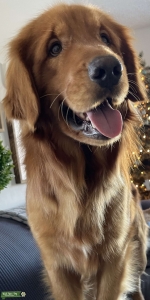 Golden Retriever  Listing Image
