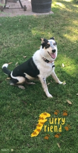 Black, white, brown Australian Shepherd and border collie mix Listing Image