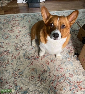 Stud looking for bitch to breed Listing Image