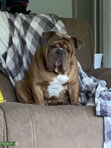 English Bulldog  Listing Image