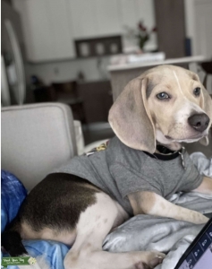 Beagle stud  Listing Image