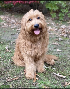 Stud Goldendoodle  Listing Image