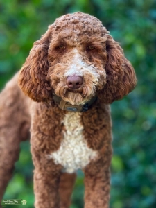 Moyen Poodle Stud Listing Image