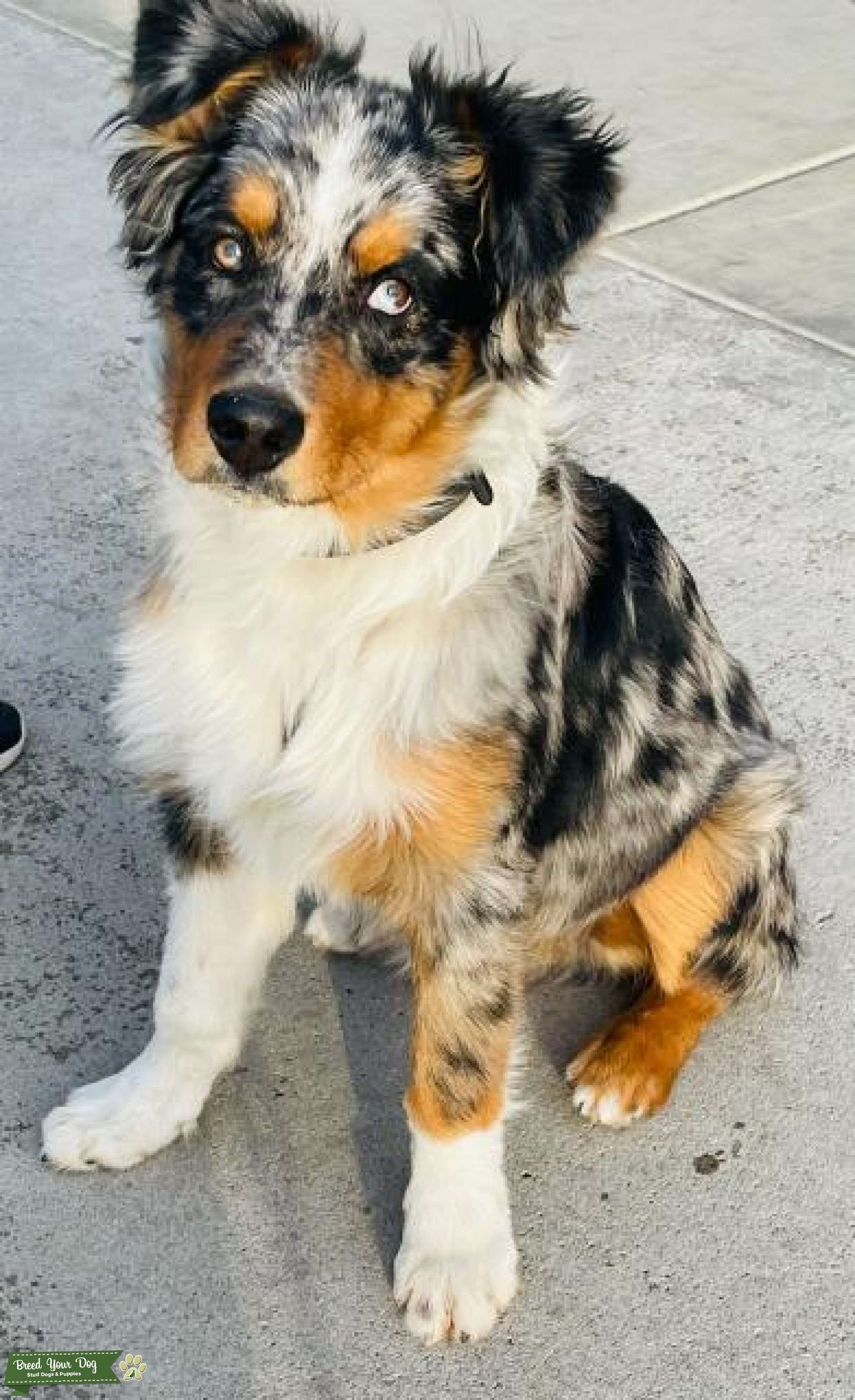 Purebred Australian Shepherd Stud Stud Dog in Costa Mesa, Australia