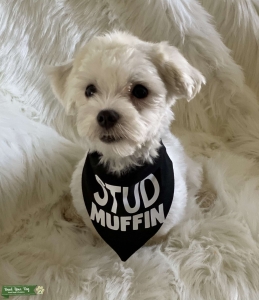 Stud Muffin - Maltese Listing Image