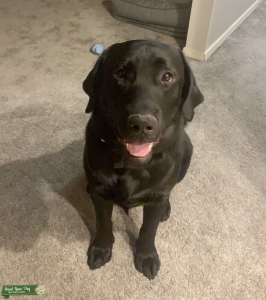 Purebred Black Lab Listing Image