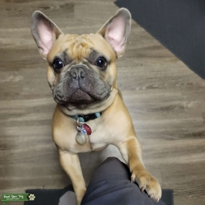 Saga Line, full DNA record Blue Fawn French Bulldog with rare colors available for STUD SERVICE Listing Image