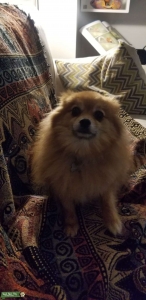 Loving Pomeranian Listing Image