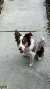 Female bordercollie  Listing Image