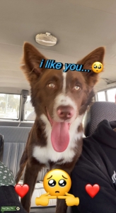 Red Kelpie with white spots  Listing Image