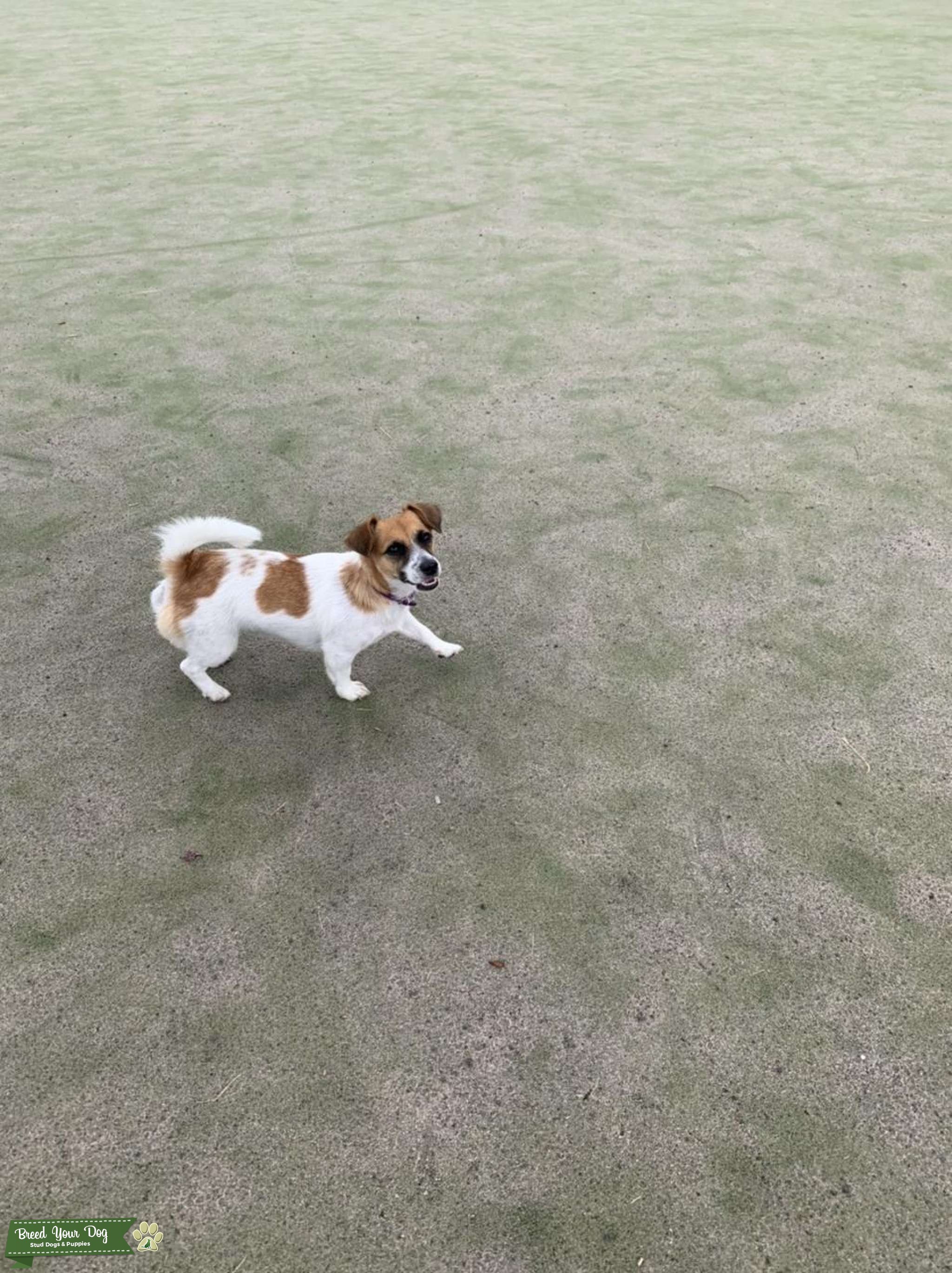 Tan /white miniature jack Russell Stud Dog in Lanarkshire , the