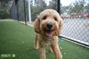 You Golden Doodle Listing Image