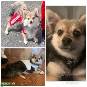 PomChi Listing Image
