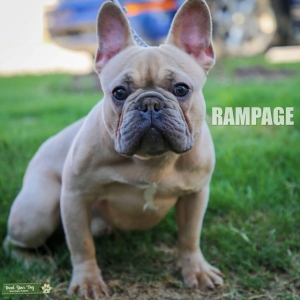  Blue Fawn Frenchie for stud color carrier Listing Image