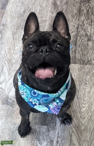 Frenchie Pug mix Listing Image