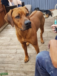 Rhodesian ridgeback for stud Listing Image