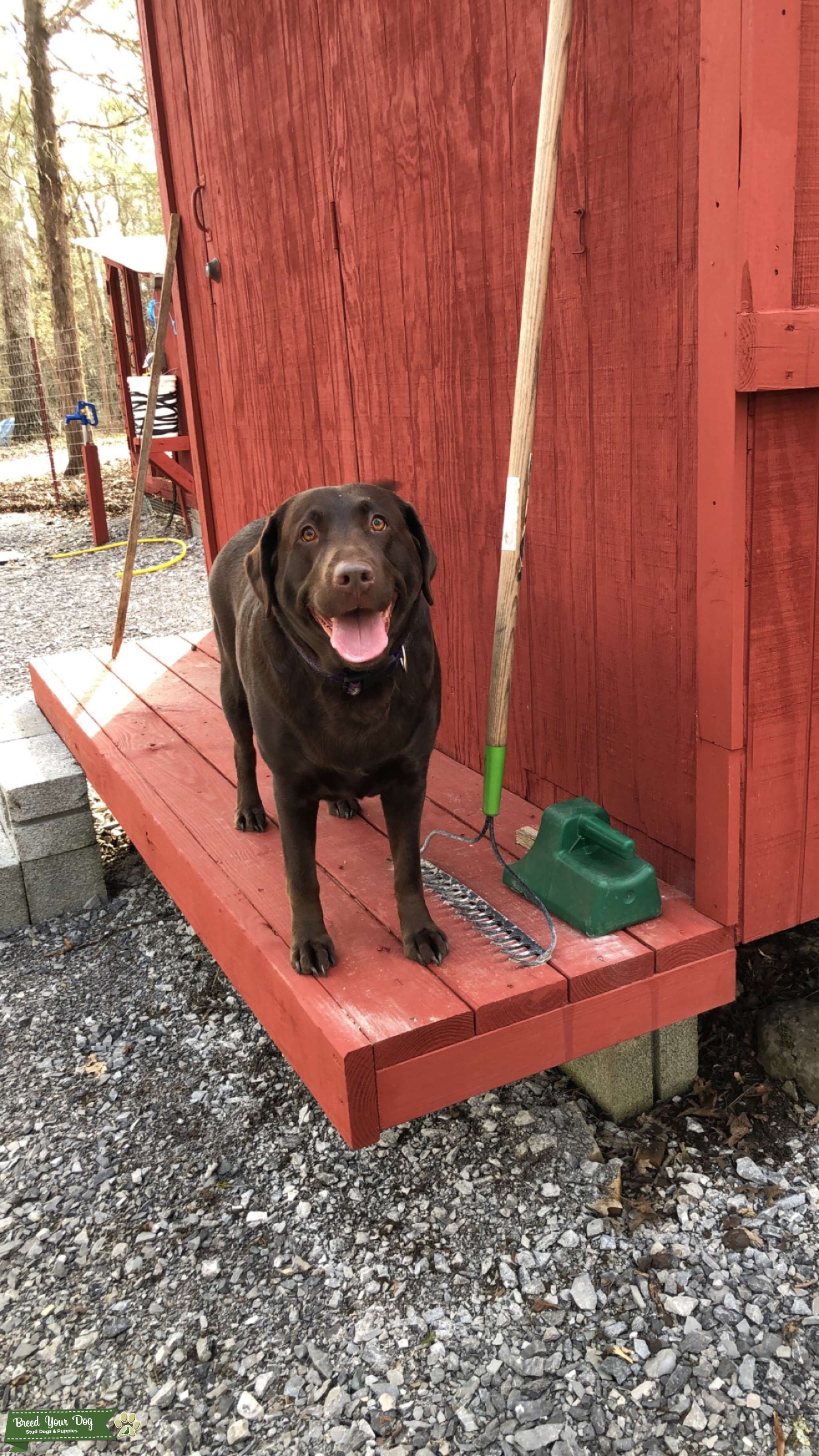 Female Chocolate Lab Stud Dog in Tennessee (TN), the United States