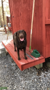 Female Chocolate Lab Listing Image