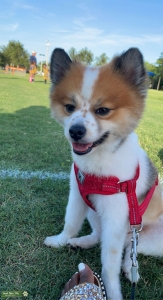 Pomeranian Male Listing Image
