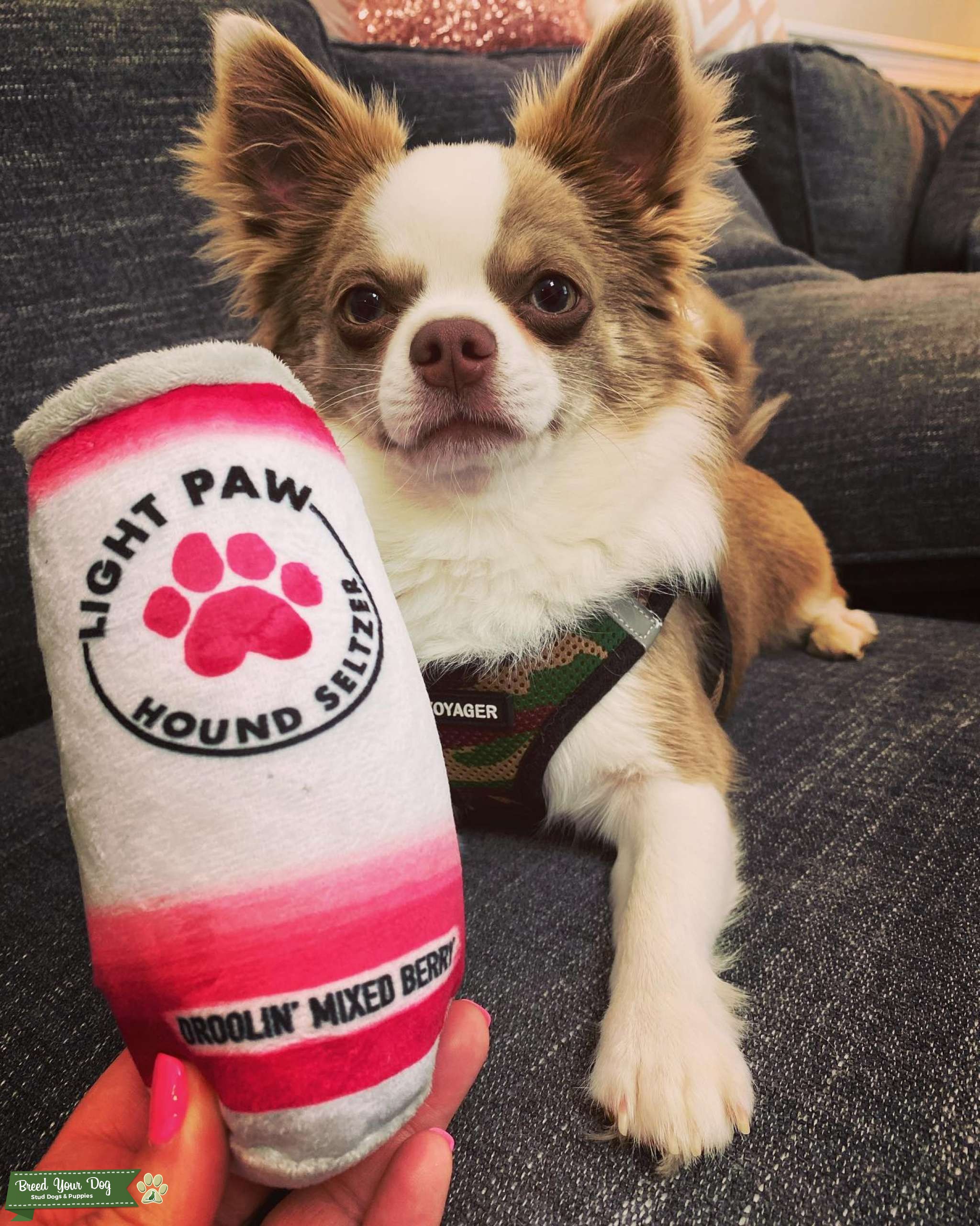 Lilac Long Coat Chihuahua Stud Dog in Southeast, the United States