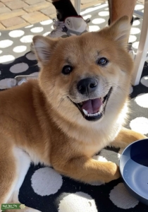 Shiba Inu Stud Listing Image
