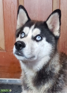 AKC Siberian Husky Listing Image