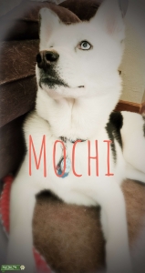 piebald husky stud Listing Image