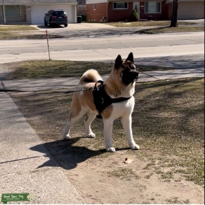 16 month old show quality male stud  Listing Image