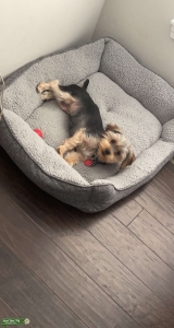 Looking to breed  Listing Image