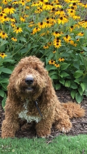 Glitzy Goldendoodles Listing Image