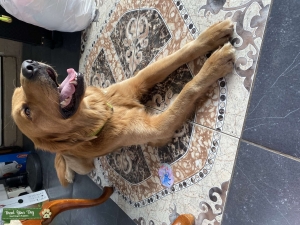 Pure Bred Golden Retriever  Listing Image