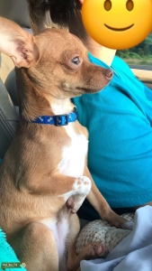 Red Chihuahua  Listing Image